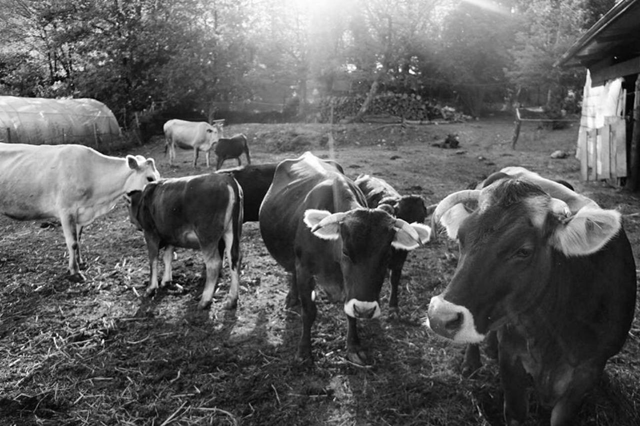 Agriturismo Di Charme E Ristorante Stallato Il Filo Di Paglia Carro Exterior foto